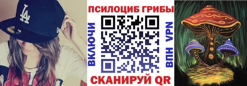 Купить где  Сычёвка  Галлюциногенные грибы Psilocybe 